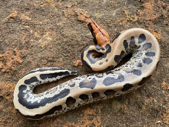 2025 Pumpkinhead Sumatran Short-Tailed Python by Hardin Herpetologica