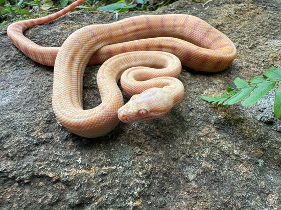 Albino Darwin Carpet Python by Hardin Herpetologica