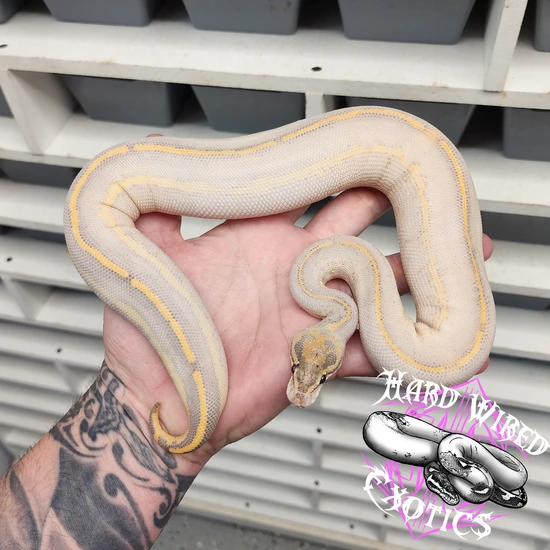 Ivory Blackhead Adult Ball Python Black Head Leopard Ivory 50% Het DG Pos OD Ball Python by Hard Wired ...