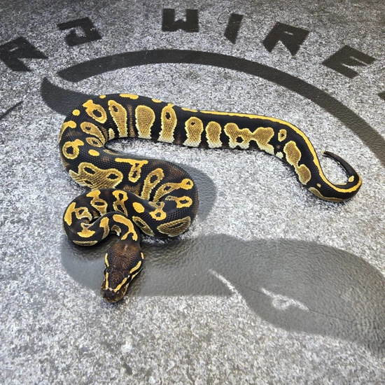 Black Head Probably Scrambler Het Hypo Het Pied Ball Python by Hard ...