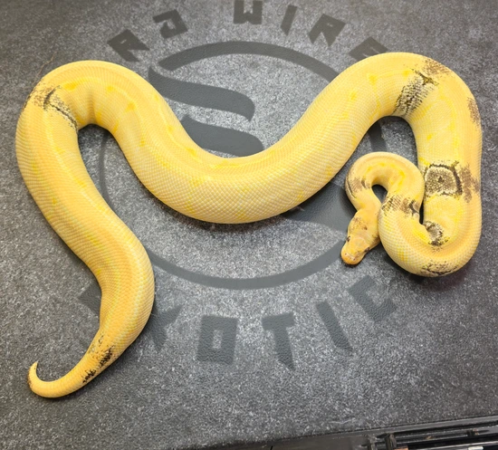 Cypress Pinstripe Lavender Albino Paradox Ball Python by Hard Wired Exotics