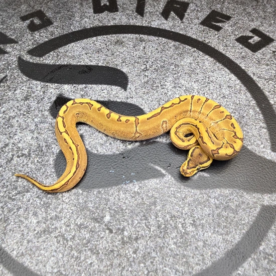 Grim Enchi Pin Het Hypo Ball Python by Hard Wired Exotics