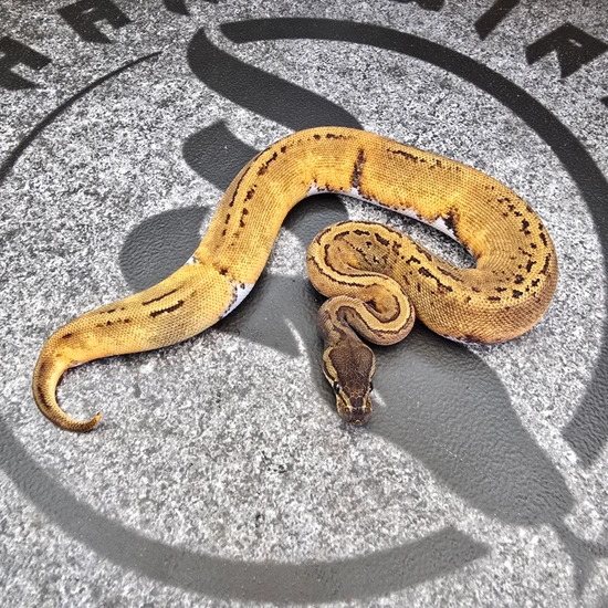 Black Head Pin Pied Ball Python by Hard Wired Exotics