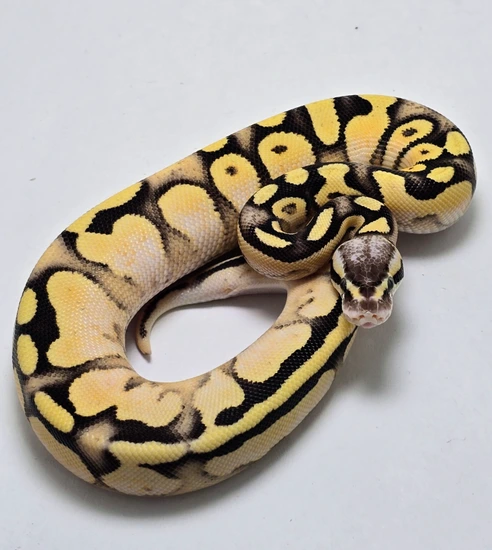 Pastel Calico OD Fire Ball Python by Gulf Coast Exotics