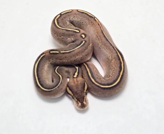 Special Nanny Freeway Het Clown Ball Python by Gulf Coast Exotics