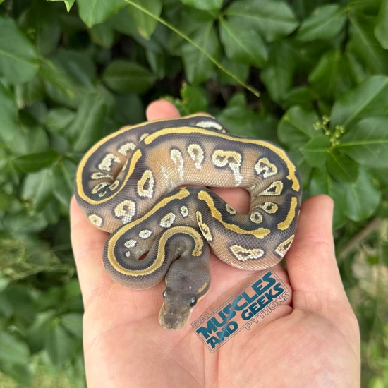 Black Head Mojave Hypo Het Desert Ghost Ball Python by Muscles and ...