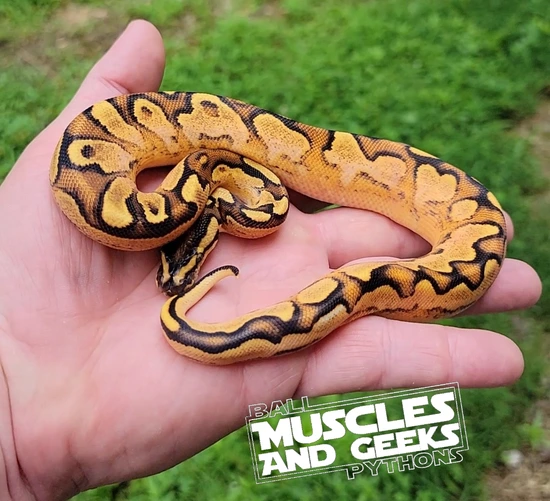 High Intensity ODYB Scrambler Fire/ Vanilla Enchi Calico Poss Super ...