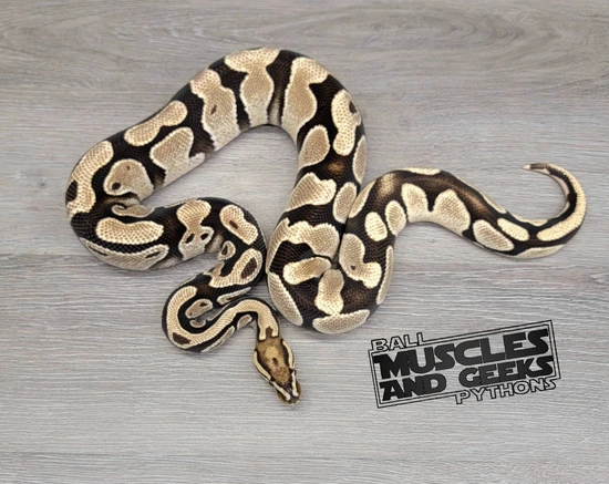 High Intensity OD Het Pied Ball Python by Muscles and Geeks Ball Pythons