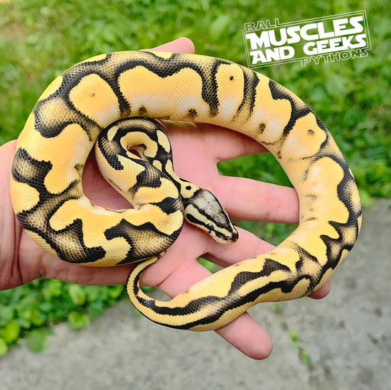 High Intensity ODYB Scrambler Pastel Vanilla Or Fire Enchi Calico Ball ...