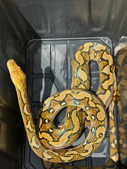 Sunfire Retic Morph Sunfire Het Purple Reticulated Python by A&D Retics