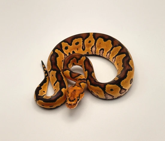 Red Stripe Clown Ball Python by SNS Reptiles, LLC