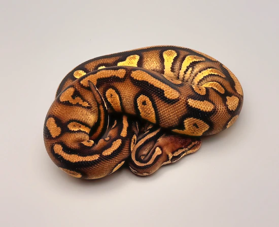 Stranger Pastel 💯 Het Clown Ball Python by Coastal Exotics Ball Pythons