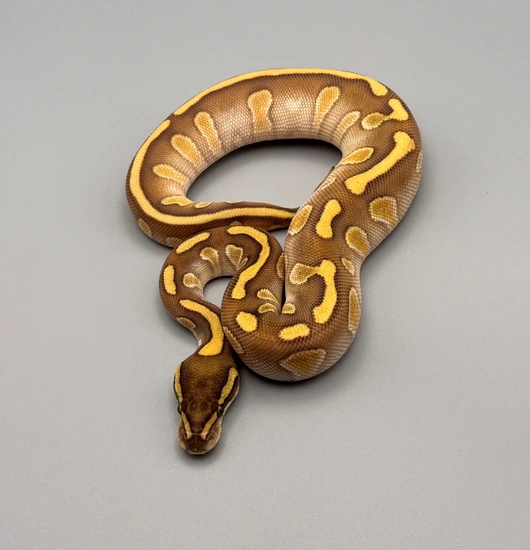 Stranger Enchi Lesser 💯 Het Clown Ball Python by SNS Reptiles, LLC