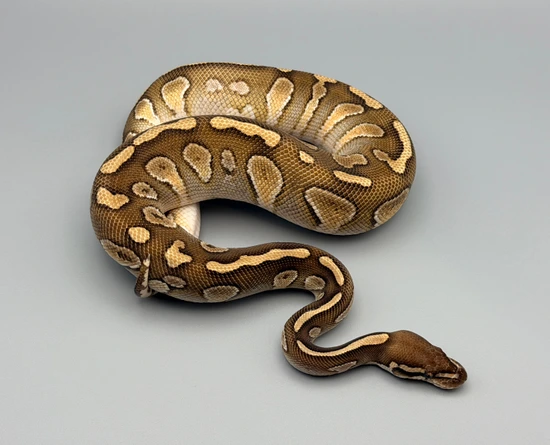 Stranger Lesser Ball Python by SNS Reptiles, LLC