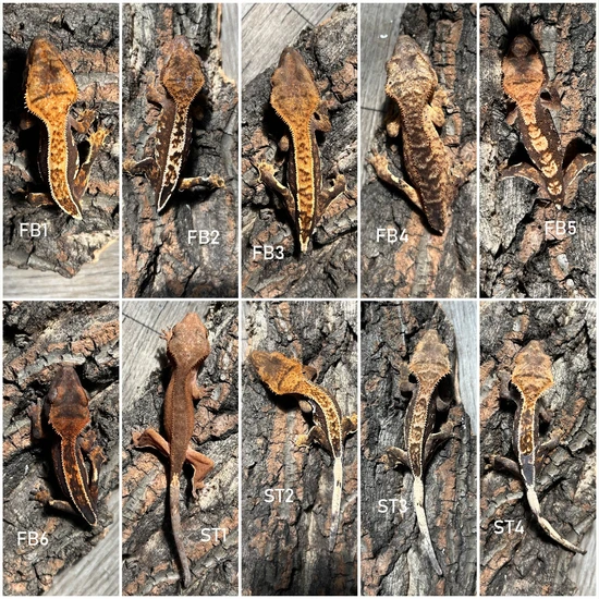 'Future Breeding Group' Crested Geckos by Cedar Valley Reptiles