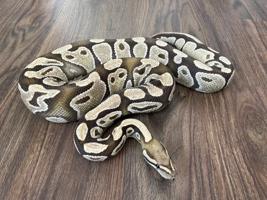 Desert Ghost Ball Python by Propagation Morphs