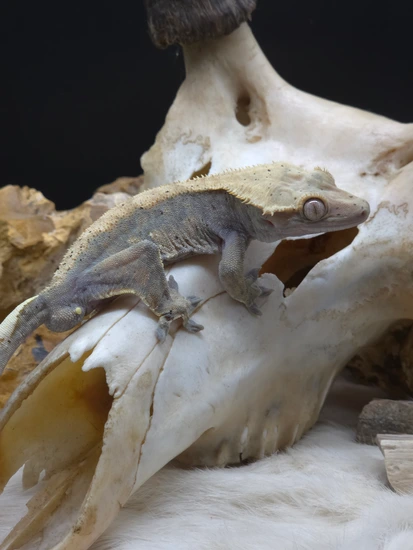 Grumpy Gecko Grumpy Male Crested Gecko by Rocky Mountain Reptiles LLC