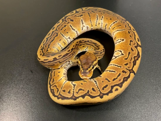 Black Pastel Pinstrip 100% Het Monarch (Poss Split) Ball Python by ...
