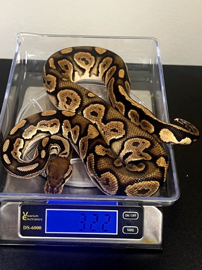 Chris Hernan Scrambler, Barnhart Black Pastel, OD Ball Python by Heart ...