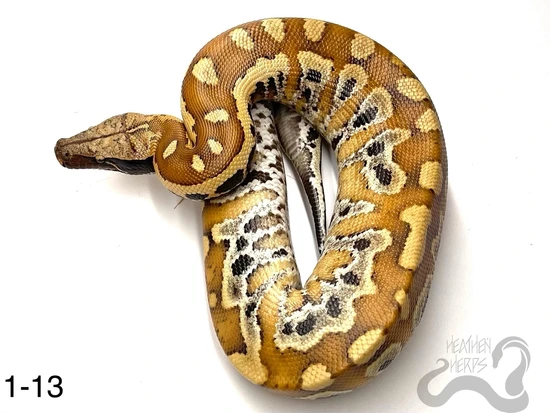 Free Ship! 100% Het T+ Cherry Bomb Lineage Blood Python by Heathen Herps