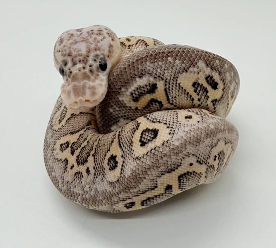 Pompeii Python Pastel Pompeii Ball Python by AK Reptiles