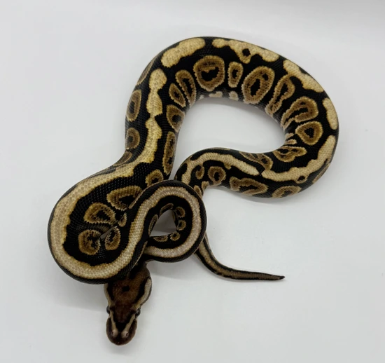 Spotnose Red Stripe Het Clown Ball Python by AK Reptiles