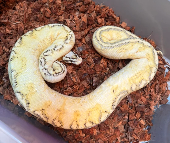 Pastel Spotnose Cypress Freeway Het Clown Ball Python by AK Reptiles