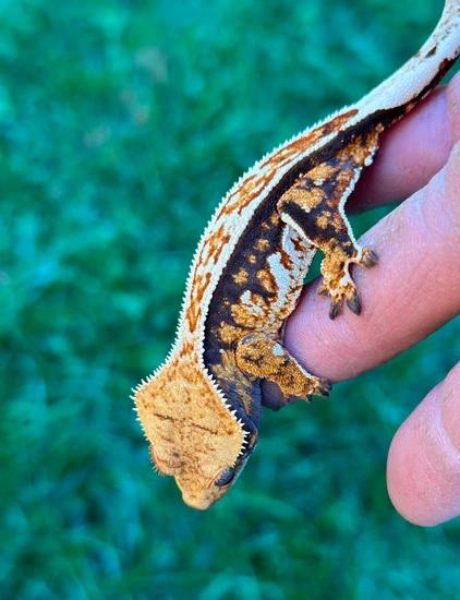 Tricolor Bright Contrast Male Crested Gecko by Heirloom Geckos