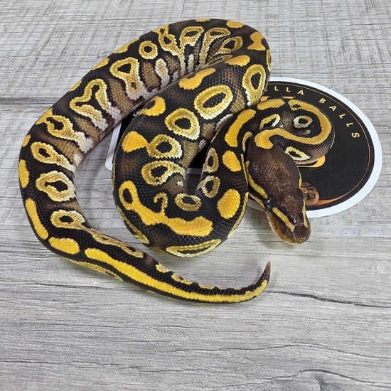 Mojave 3x Het Monsoon Dreamsicle Ball Python by Hella Balls Royal ...