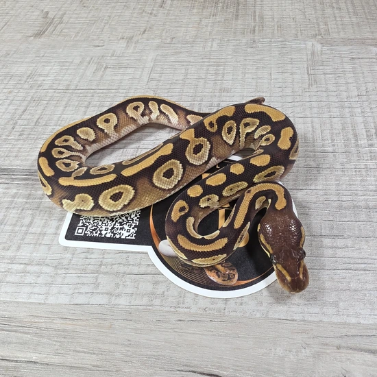 Mojave Het Pied Lavander Ball Python by Hella Balls Royal Python Breeder