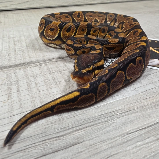 Stormtrooper Calico Ball Python Calico Het Monsoon Ball Python by Hella Balls Royal Python Breeder