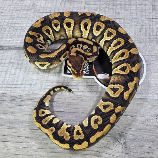 Phantom Quad Het Clown DG Hypo Monsoon Ball Python by Hella Balls Royal ...