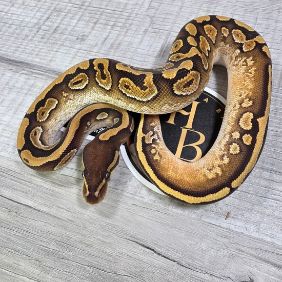 Calico Mojave Het Monsoon Ball Python by Hella Balls Royal Python Breeder