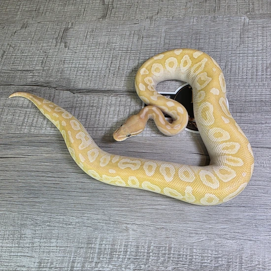 Crystal Het Monsoon Ball Python by Hella Balls Royal Python Breeder