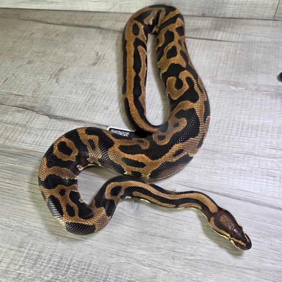 Yellow Belly Leopard 3x Het Sunset Clown Pied Ball Python by Hella ...