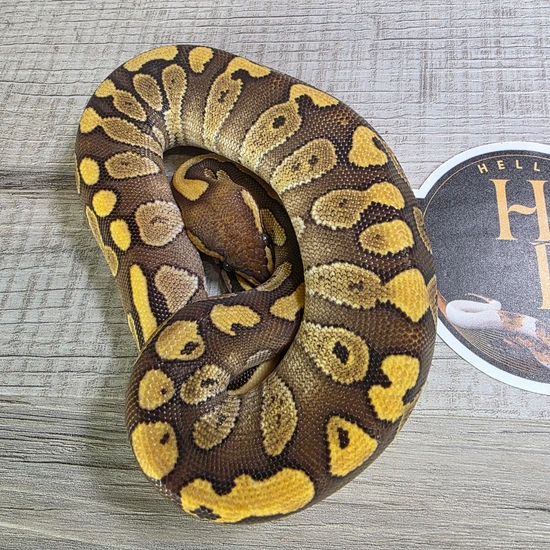 Mojave 50% Het Sunset Cryptic 66% Ultramel Ball Python by Hella Balls ...
