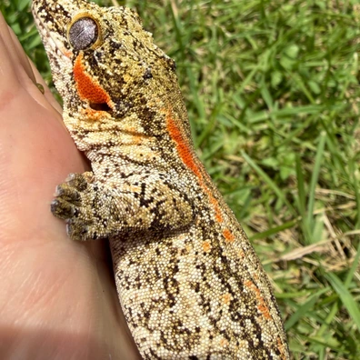 Yellow Base Gargoyle Geckos For Sale | MorphMarket
