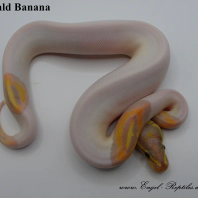 Banana Piebald Ball Python - female for sale from Engel-Reptiles