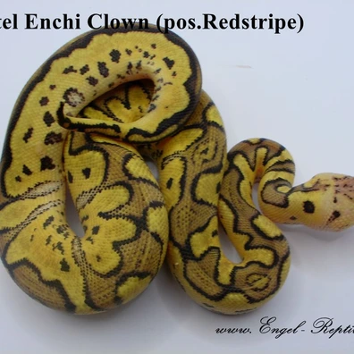 Clown Enchi Pastel Pos Redstripe Ball Python - female for sale from Engel-Reptiles