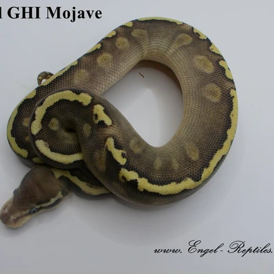 GHI Pastel Mojave Ball Python - male for sale from Engel-Reptiles