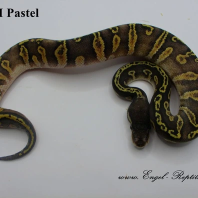 GHI Pastel Ball Python - female for sale from Engel-Reptiles