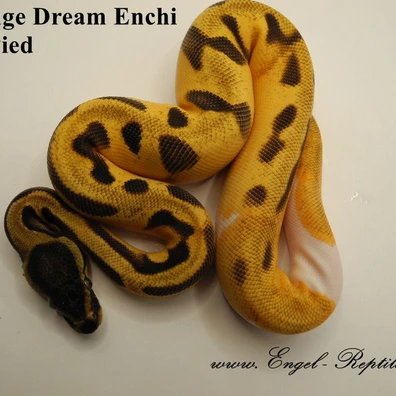 OD Enchi YB Piebald Ball Python - unknown for sale from Engel-Reptiles
