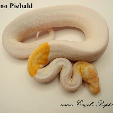 Albino Piebald Ball Python - female for sale from Engel-Reptiles