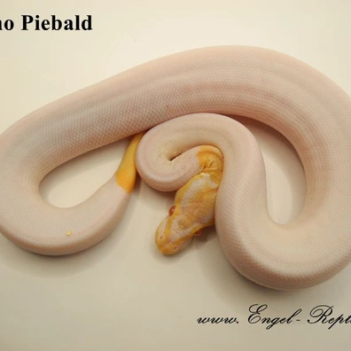 Albino Piebald Ball Python - male for sale from Engel-Reptiles