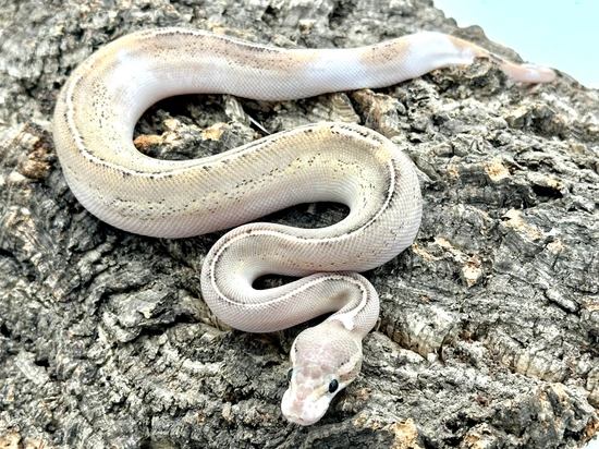 Python Cinnamon Freeway Freeway Fire Cinnamon Pastel %100 Het Clown Ball Python by Herps Etc ...