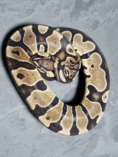 Hershey Python Scaleless Head 100% Het Pied Ball Python by Hershey Exotics