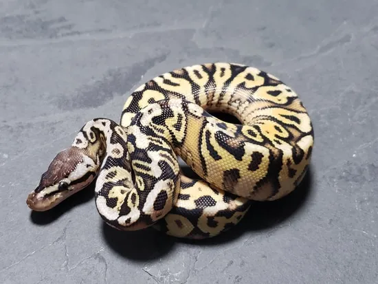 Hershey Python Inferno Ball Python by Hershey Exotics