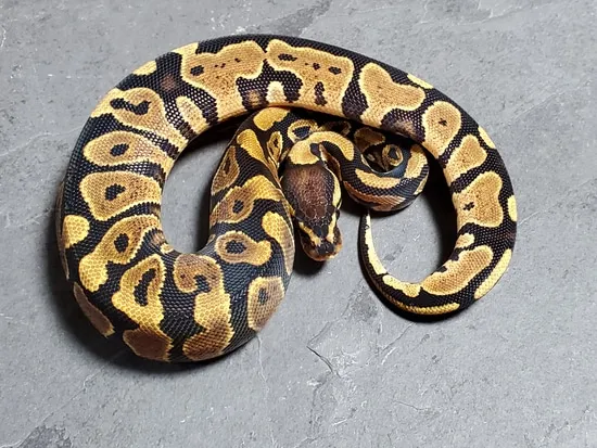 Hershey Python Asphalt Ball Python by Hershey Exotics