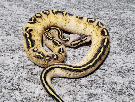 Hershey Python Pastel Surge Freeway Ball Python by Hershey Exotics