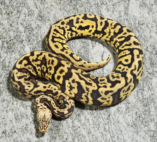 Hershey Python Pastel Spotnose Acid Yellowbelly Ball Python by Hershey Exotics